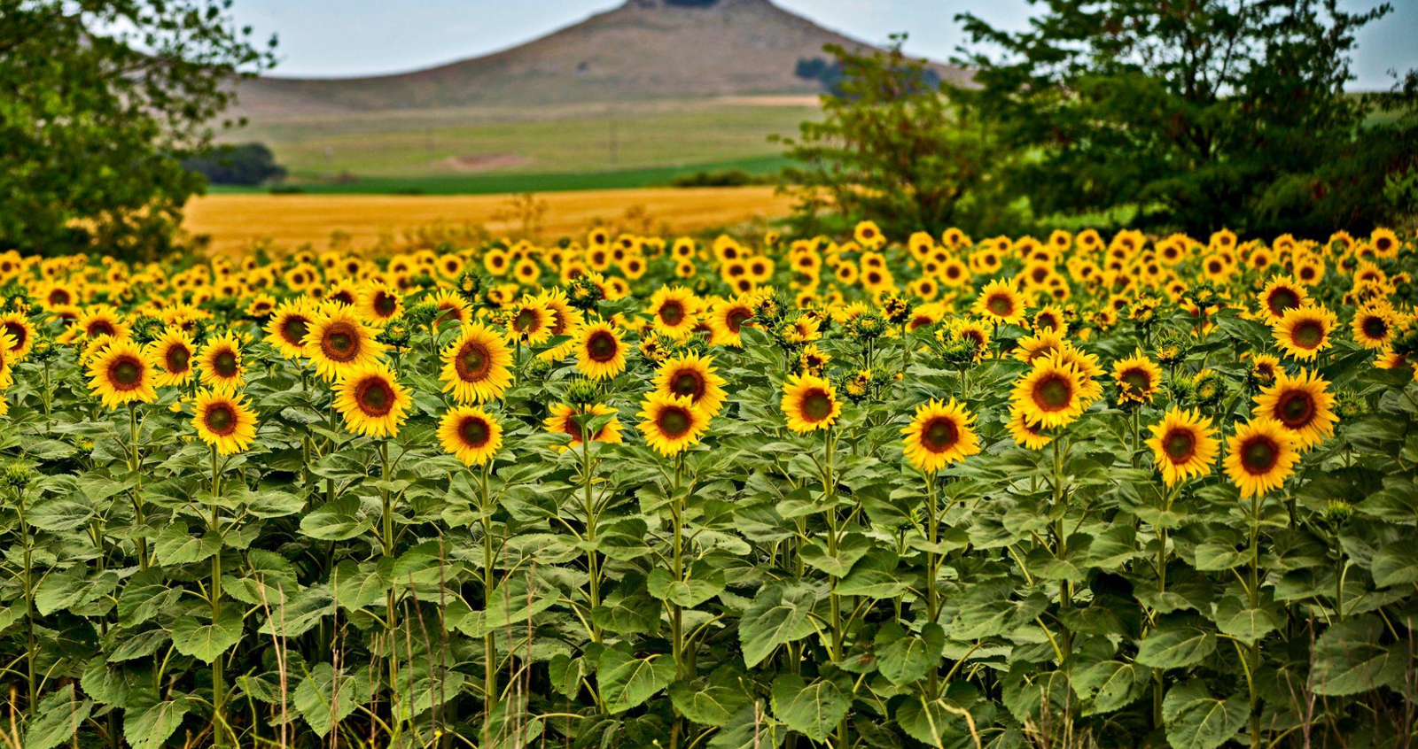 Captura de pantalla 2025-01-28 a la(s) 2.34.24 p. m.